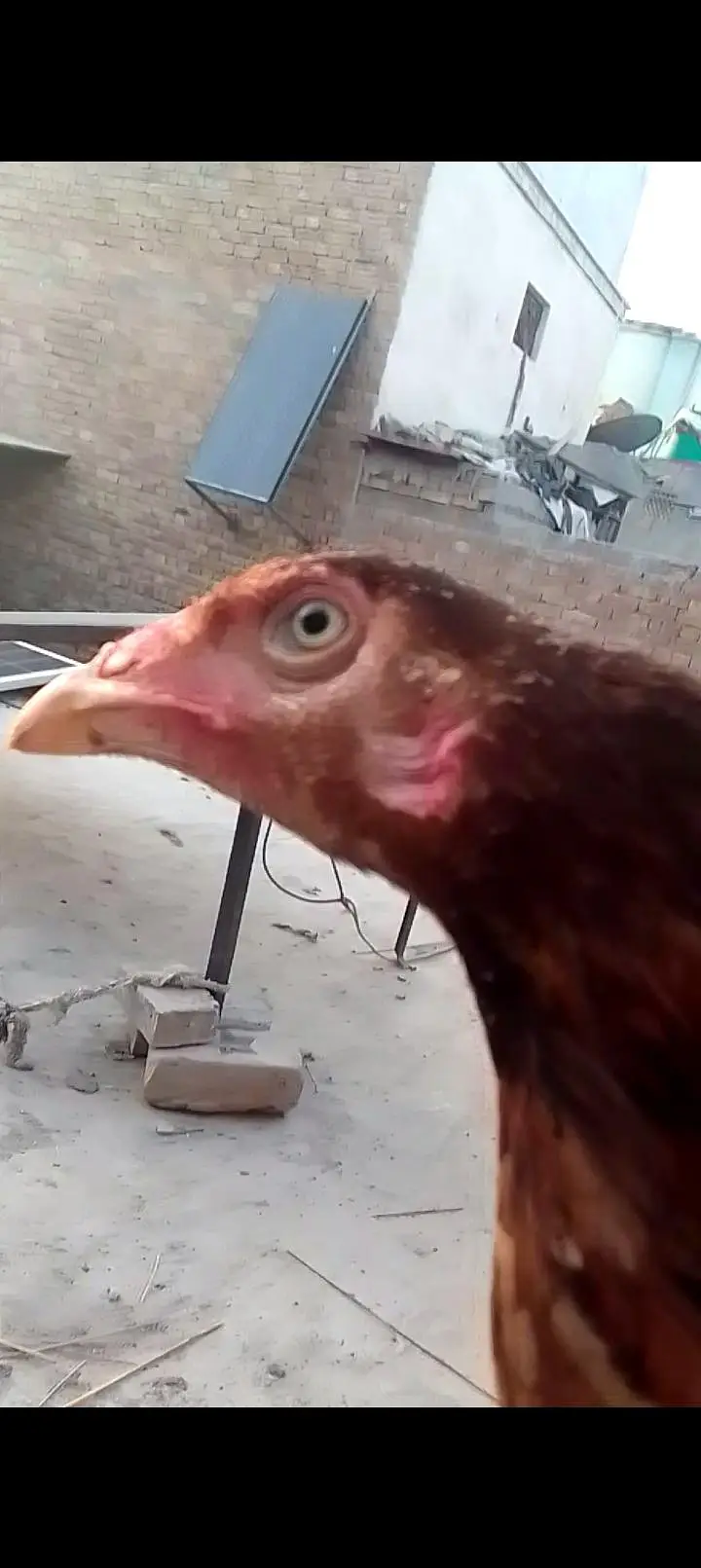 Aseel murgiyou or chick — photo 3
