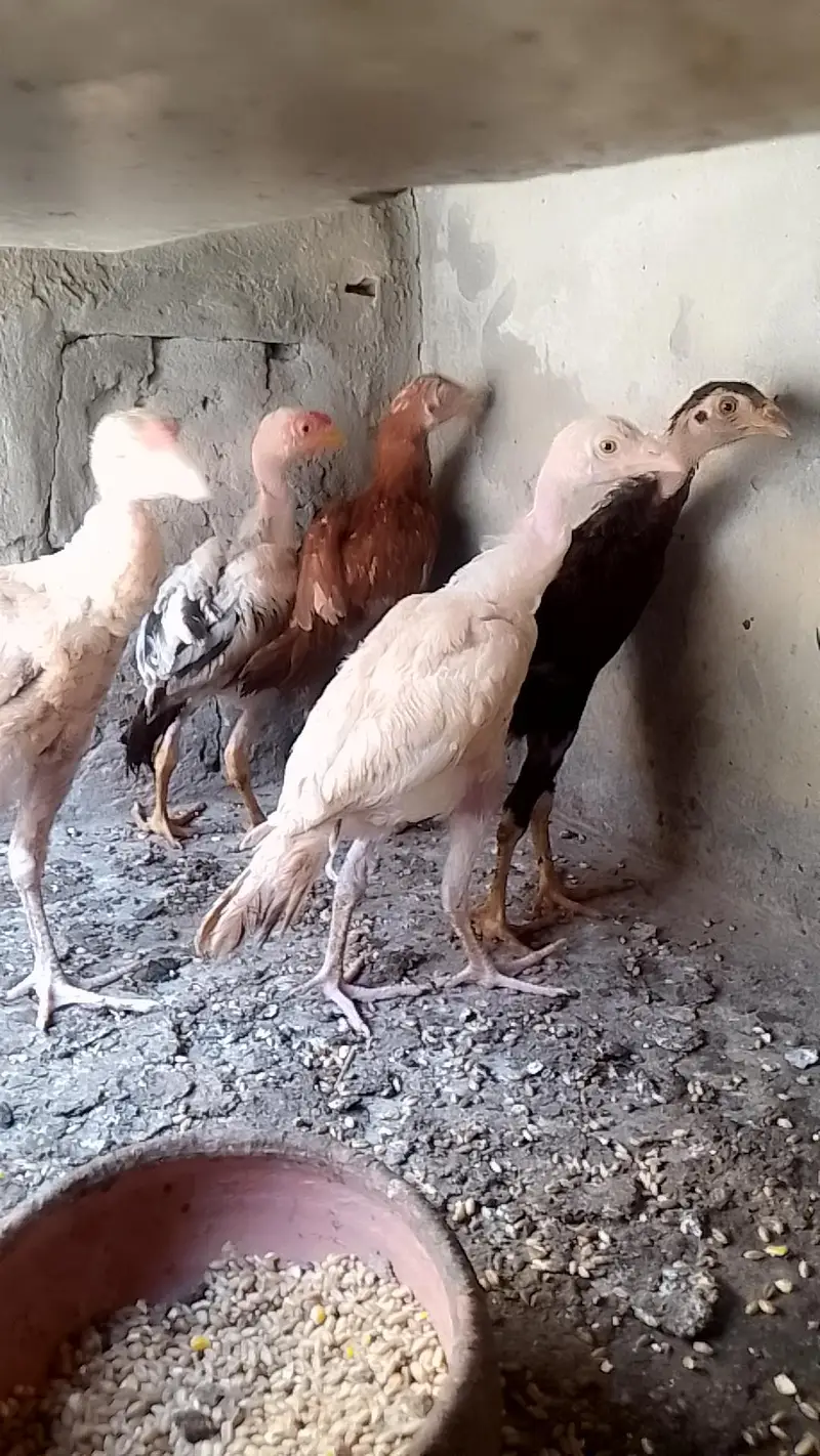 Aseel murgiyou or chick — photo 4