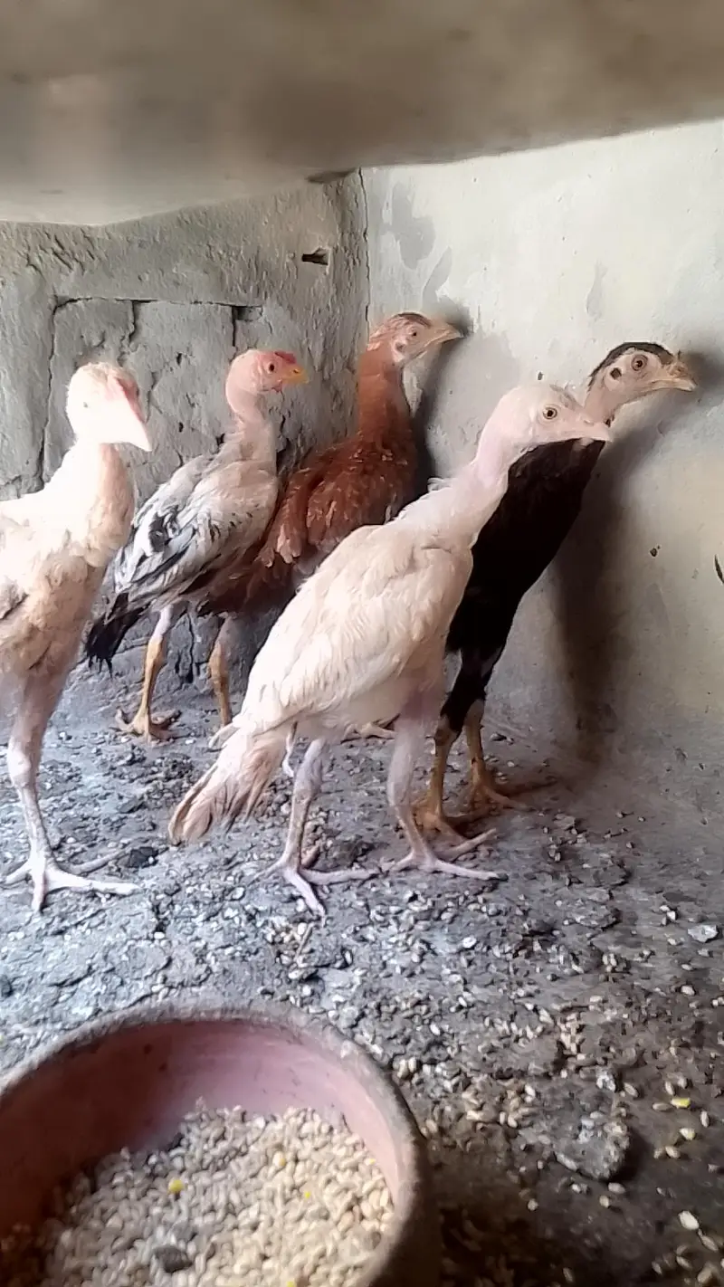 Aseel murgiyou or chick — photo 5