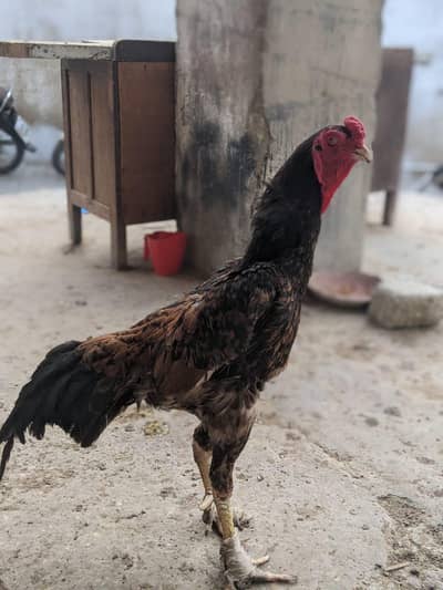 SHAMO MALE AND FEMALE