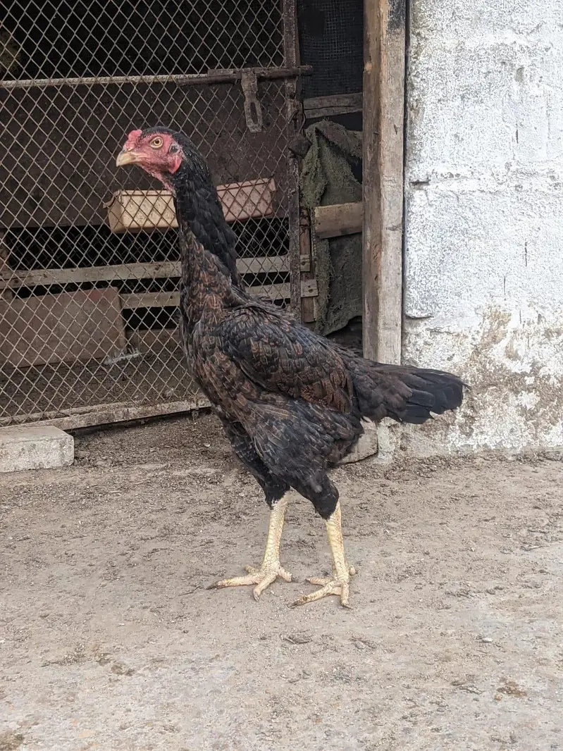 SHAMO MALE AND FEMALE — photo 4