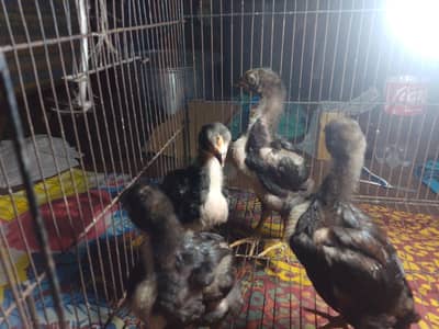 4 female and 3 female jawa breed and one female Thai
