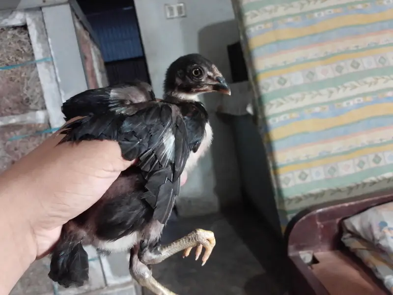 4 female and 3 female jawa breed and one female Thai totally 4 female — photo 2