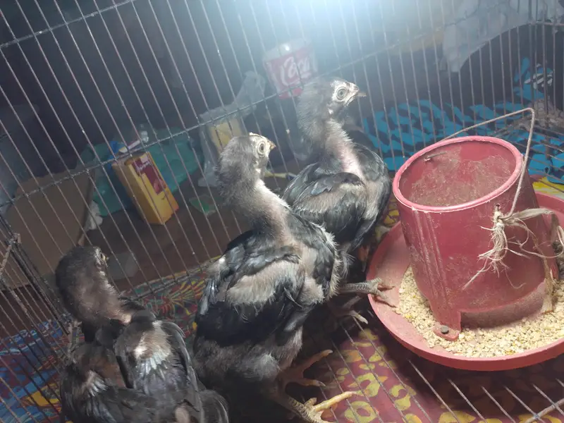 4 female and 3 female jawa breed and one female Thai totally 4 female — photo 3
