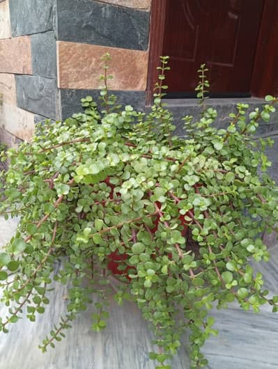 Selling big fully developed, healthy plants