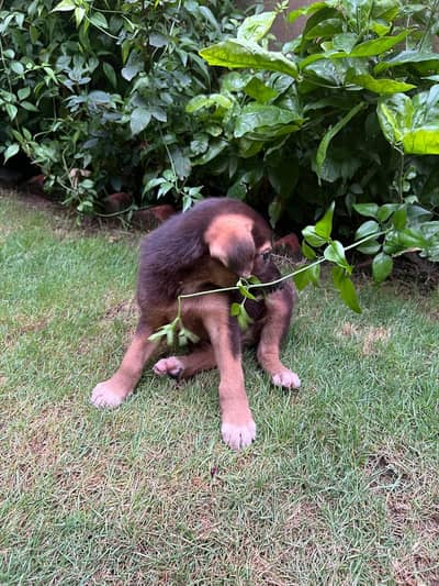 Female Alsatian Puppy for Sale