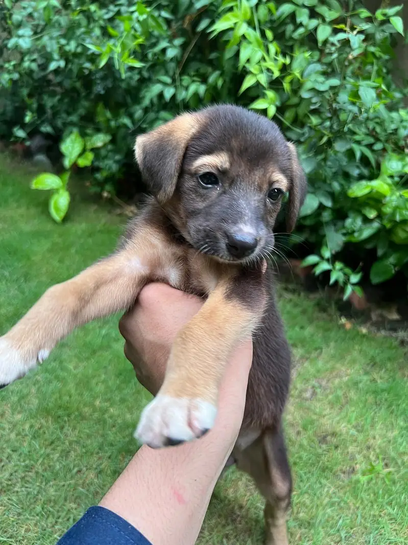 Female Alsatian Puppy for Sale — photo 2