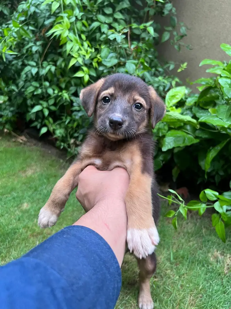 Female Alsatian Puppy for Sale — photo 3