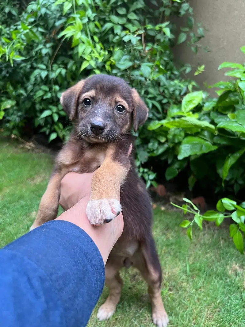 Female Alsatian Puppy for Sale — photo 4