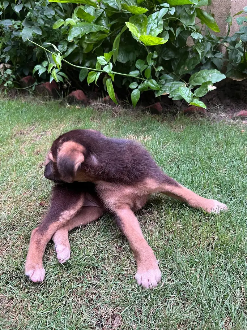 Female Alsatian Puppy for Sale — photo 5