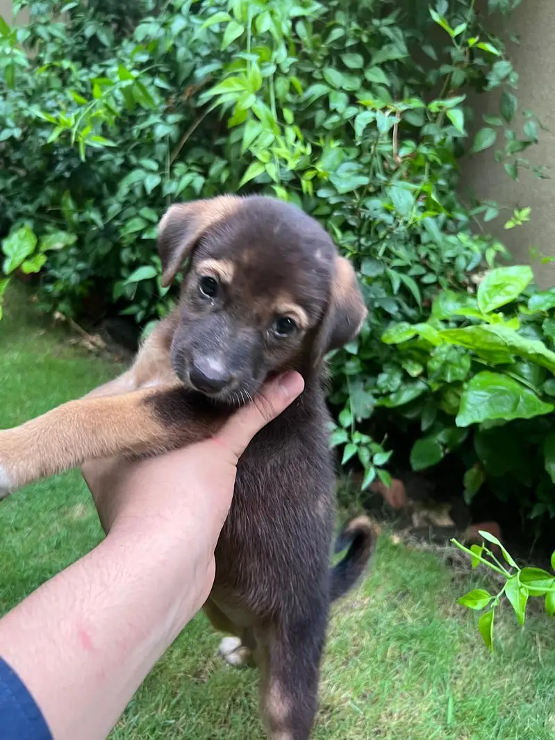 Female Alsatian Puppy for Sale — photo 6