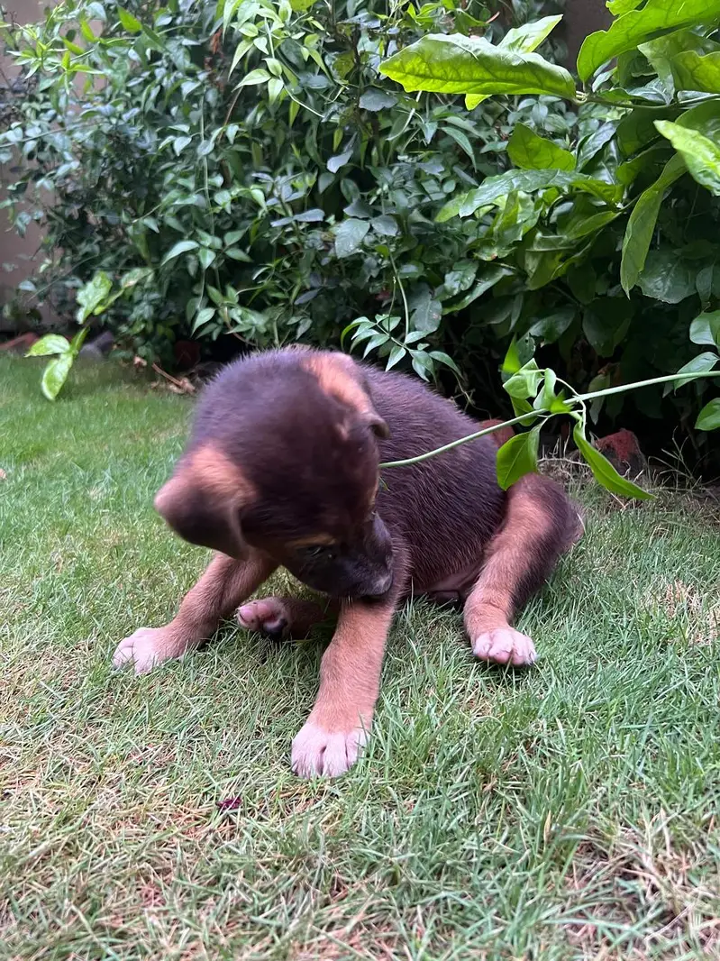 Female Alsatian Puppy for Sale — photo 7
