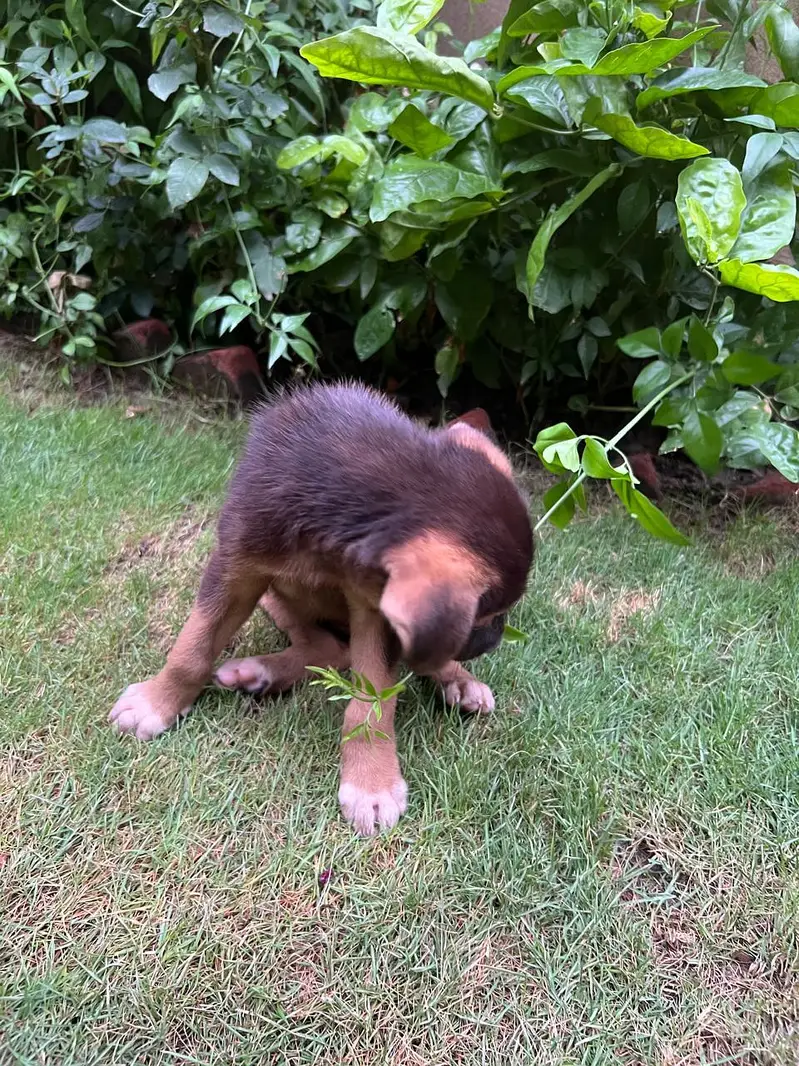 Female Alsatian Puppy for Sale — photo 8