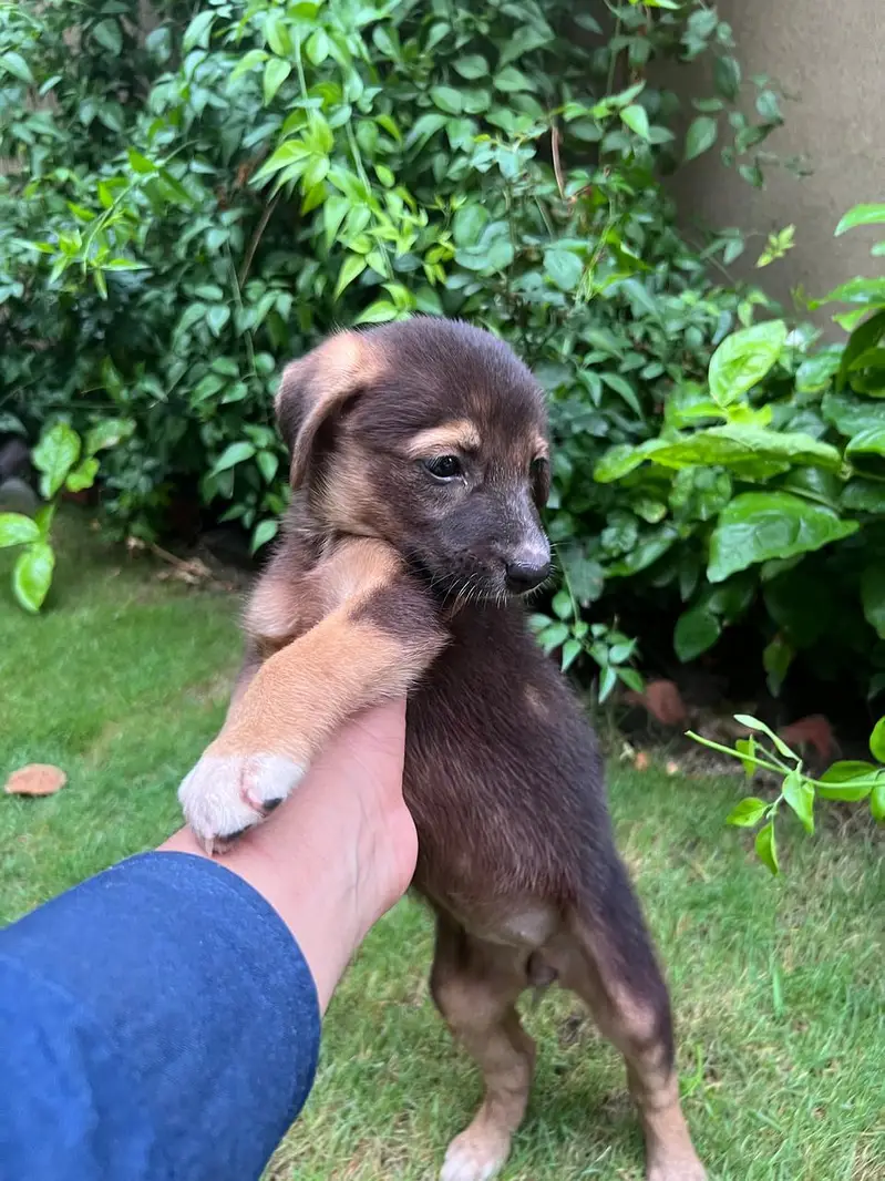 Female Alsatian Puppy for Sale — photo 9