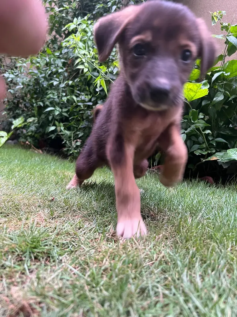 Female Alsatian Puppy for Sale — photo 10