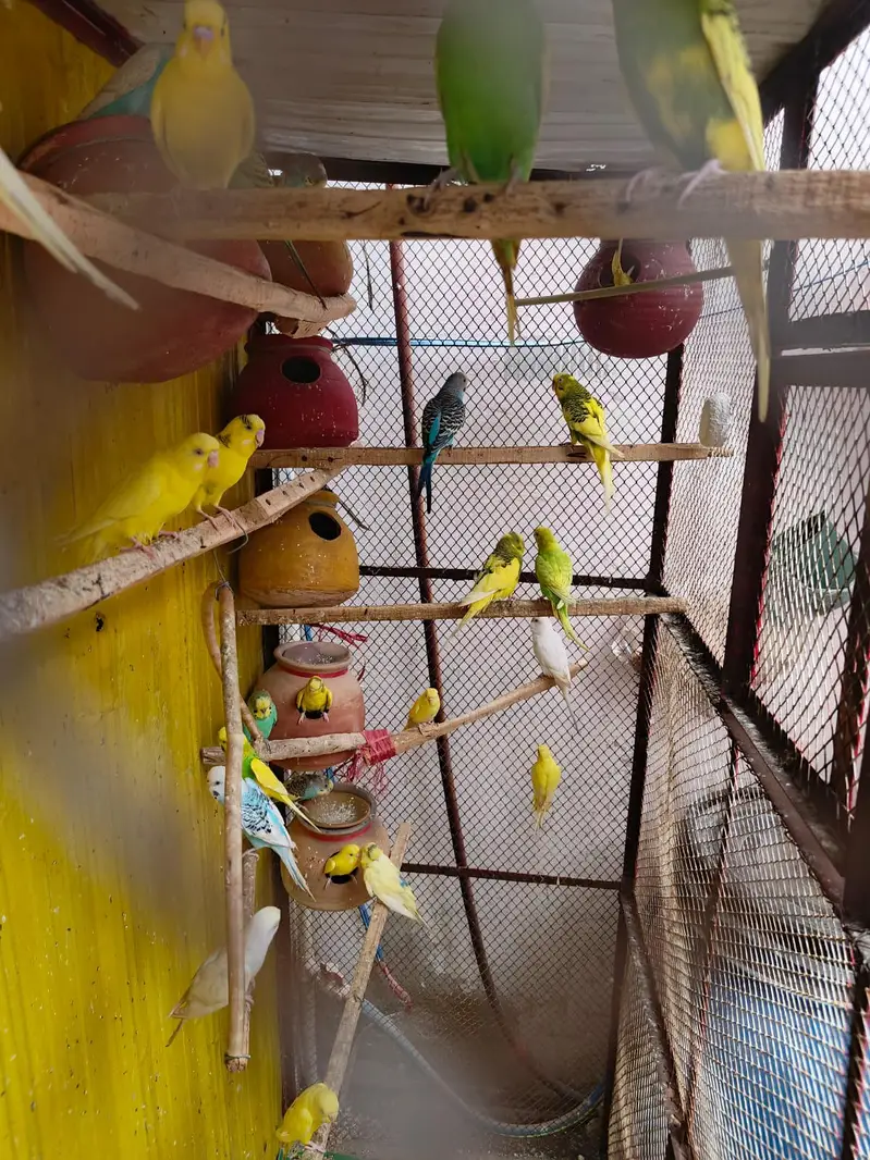 pinjra or toote saath — photo 2