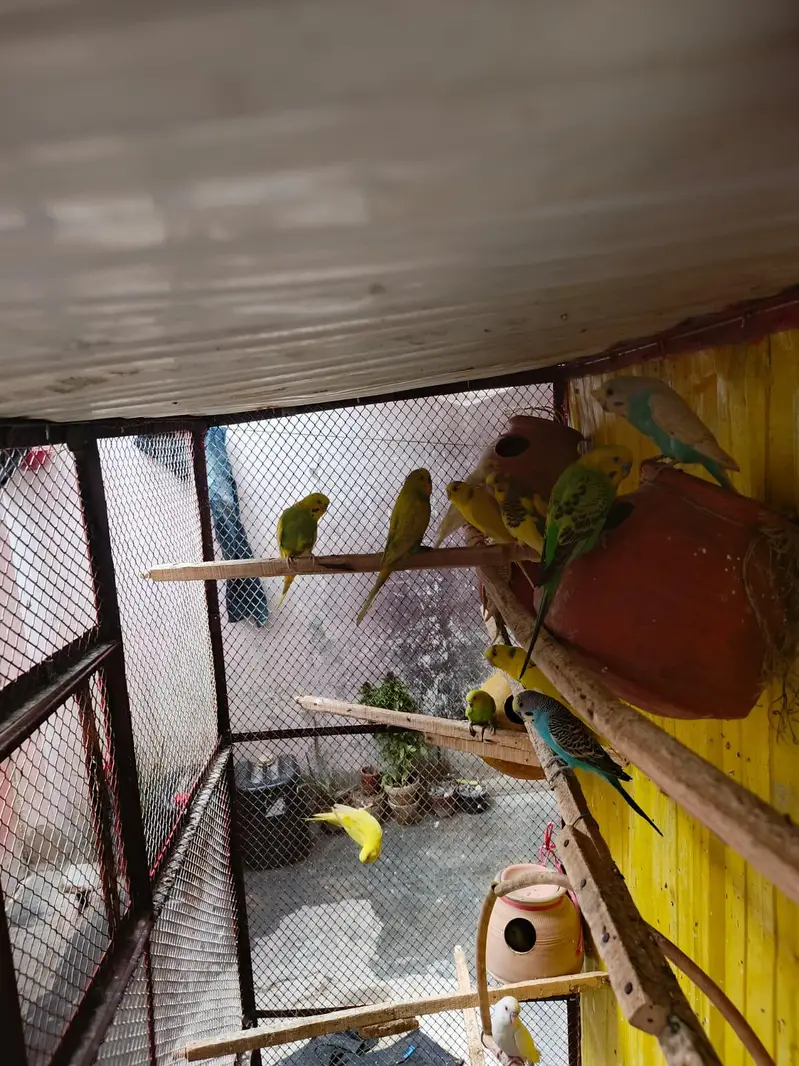 pinjra or toote saath — photo 4