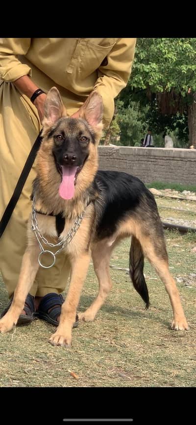 Pure Alsatian bahgyari full security guard male 5 months for sale