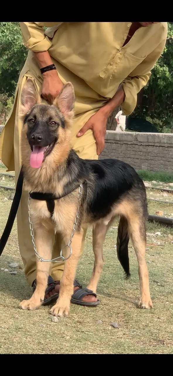 Pure Alsatian bahgyari full security guard male 5 months for sale — photo 2