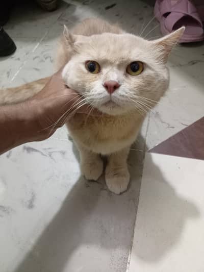 British shorthair Cat