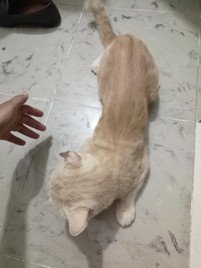 British shorthair Cat — photo 2