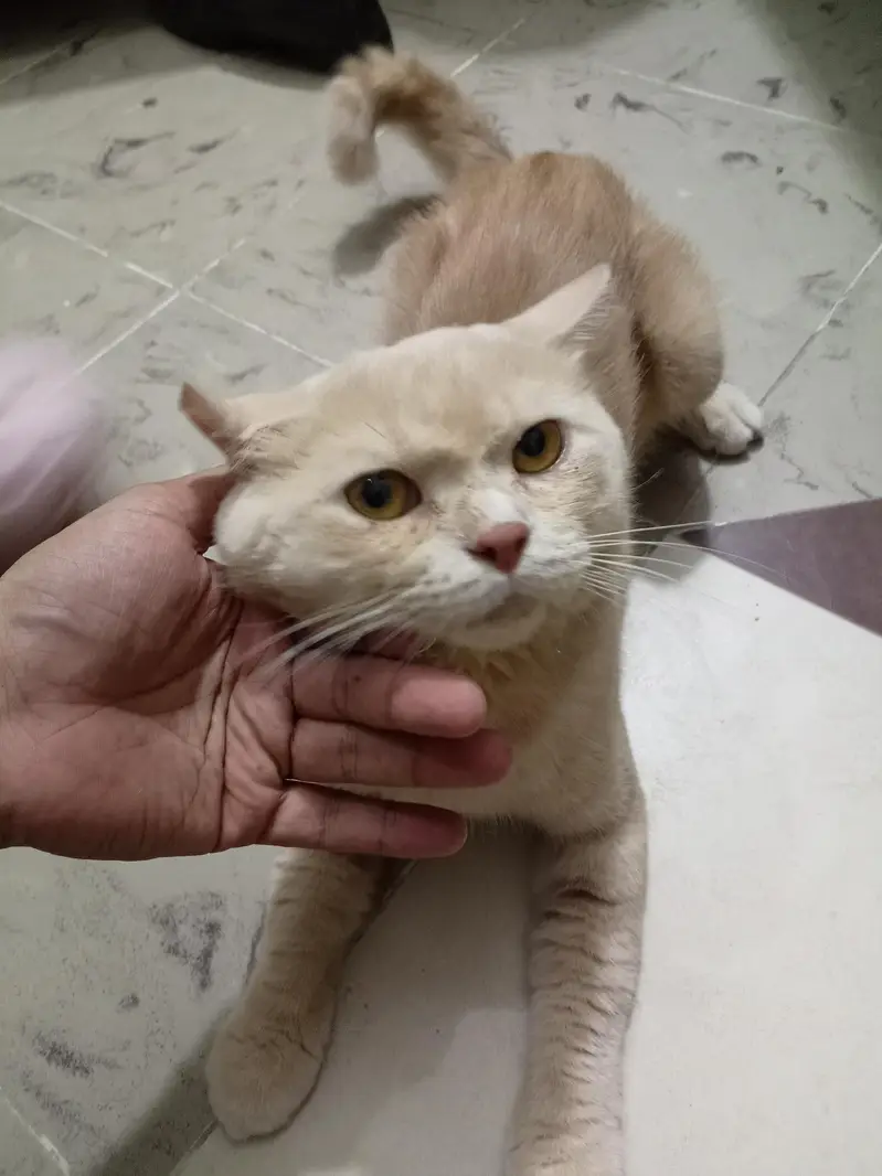 British shorthair Cat — photo 3