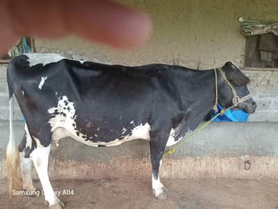Cow for sale - گائے برائے فروخت
