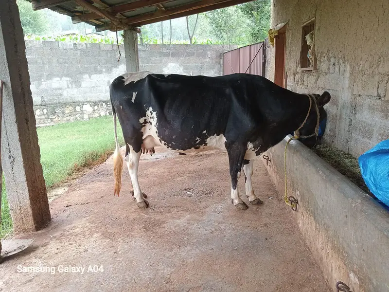 Cow for sale - گائے برائے فروخت — photo 2