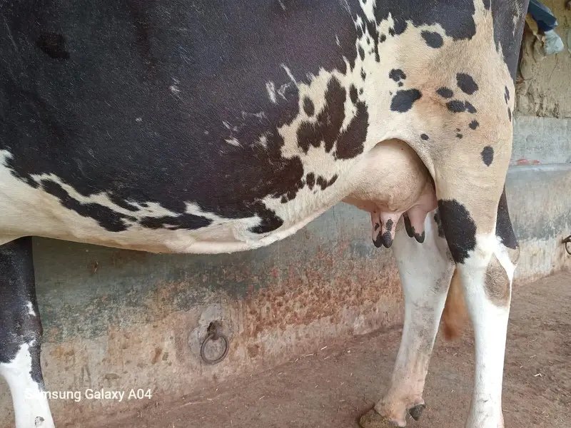 Cow for sale - گائے برائے فروخت — photo 3