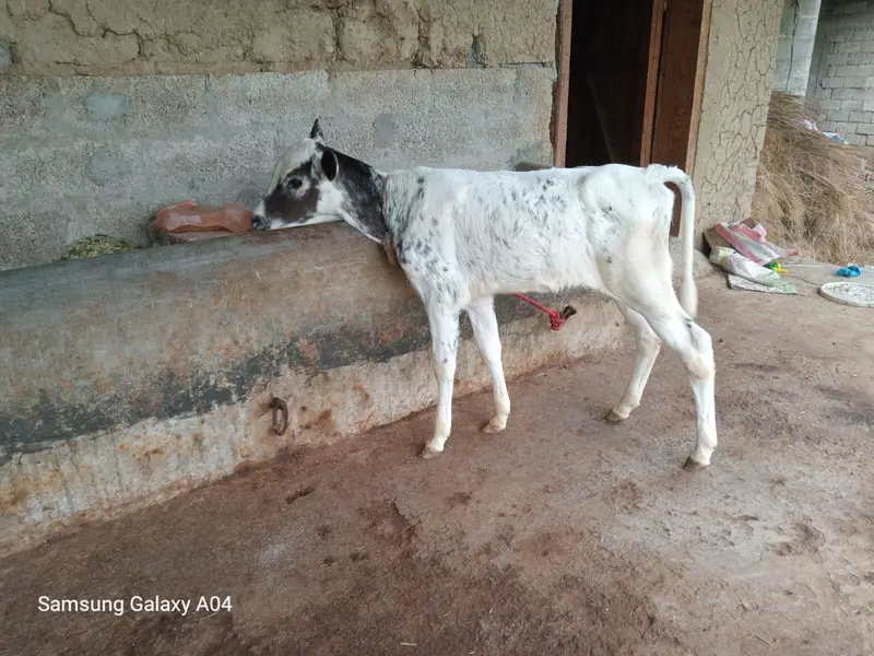 Cow for sale - گائے برائے فروخت — photo 4