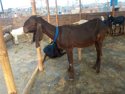 Paur naghri female 2 manth ki ghuban Hy