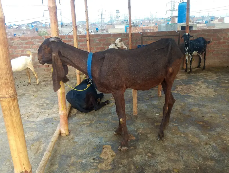 Paur naghri female 2 manth ki ghuban Hy — photo 2