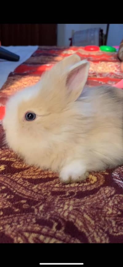 angora/lion head healthy male bunny, 6 months old well groomed
