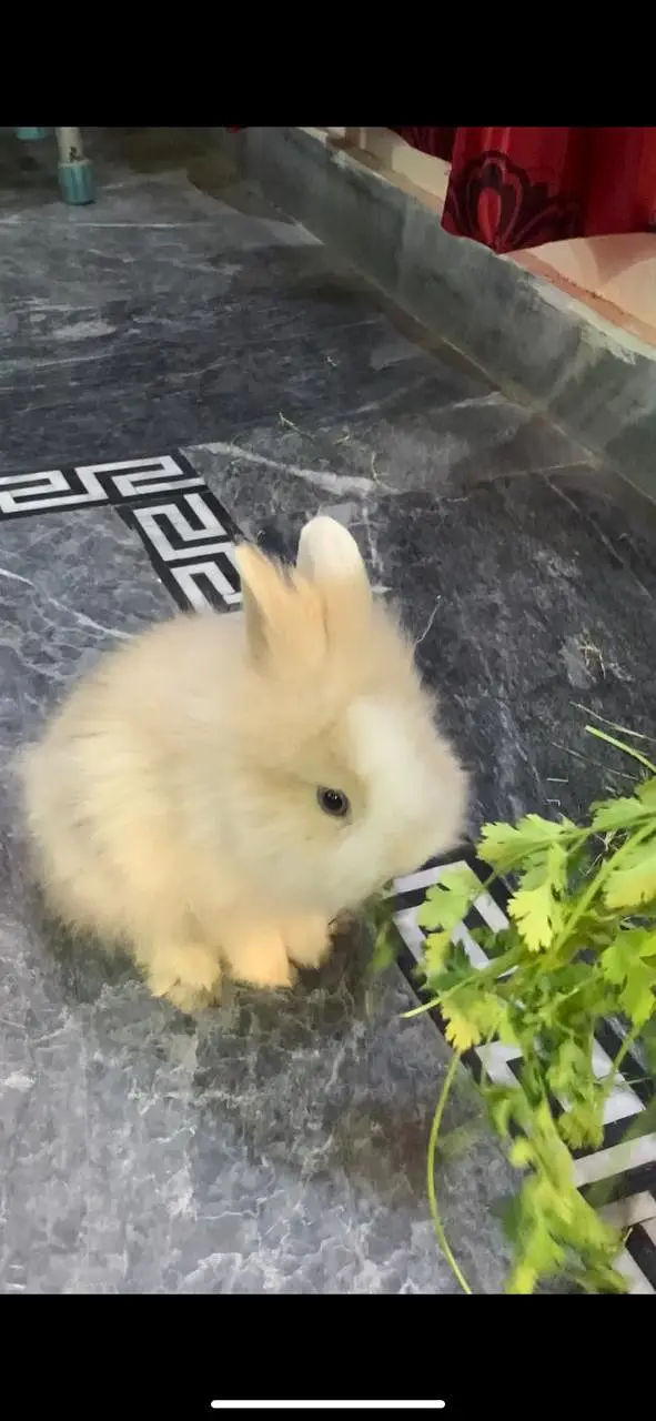 angora/lion head healthy male bunny, 6 months old well groomed — photo 3