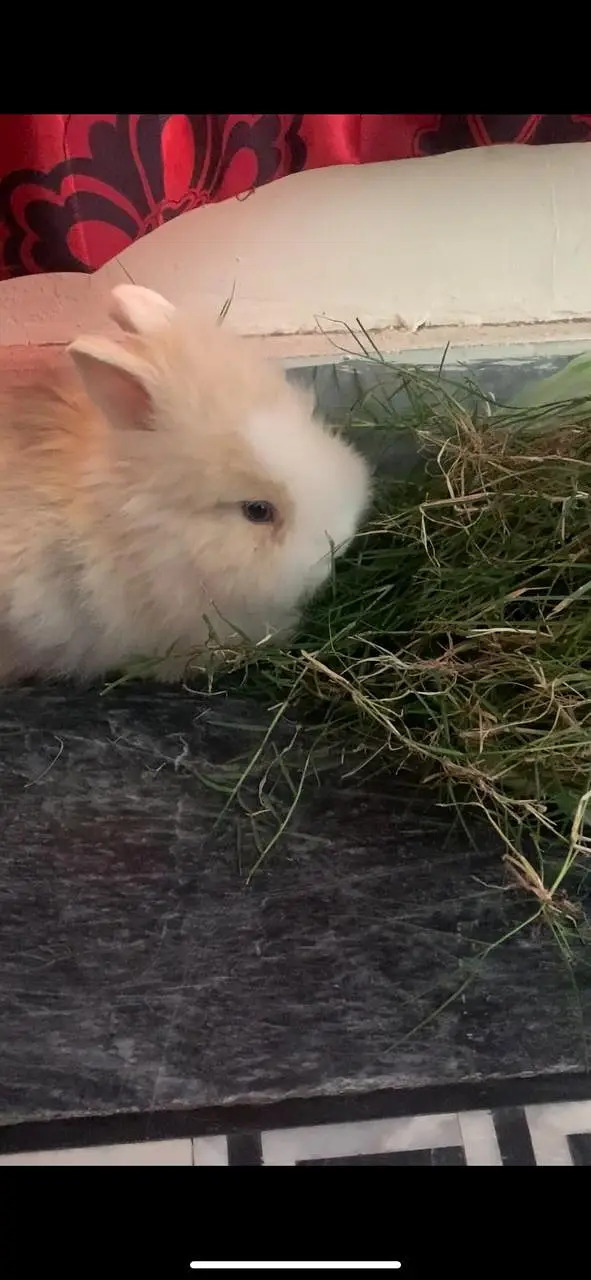 angora/lion head healthy male bunny, 6 months old well groomed — photo 4