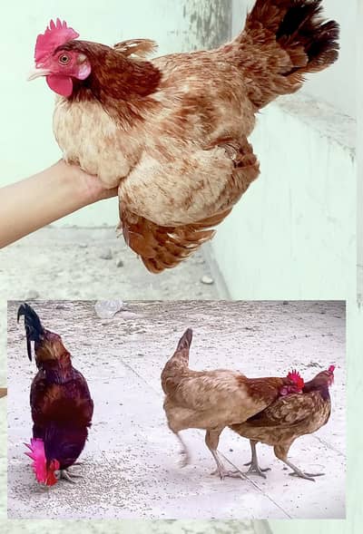 Three hen's