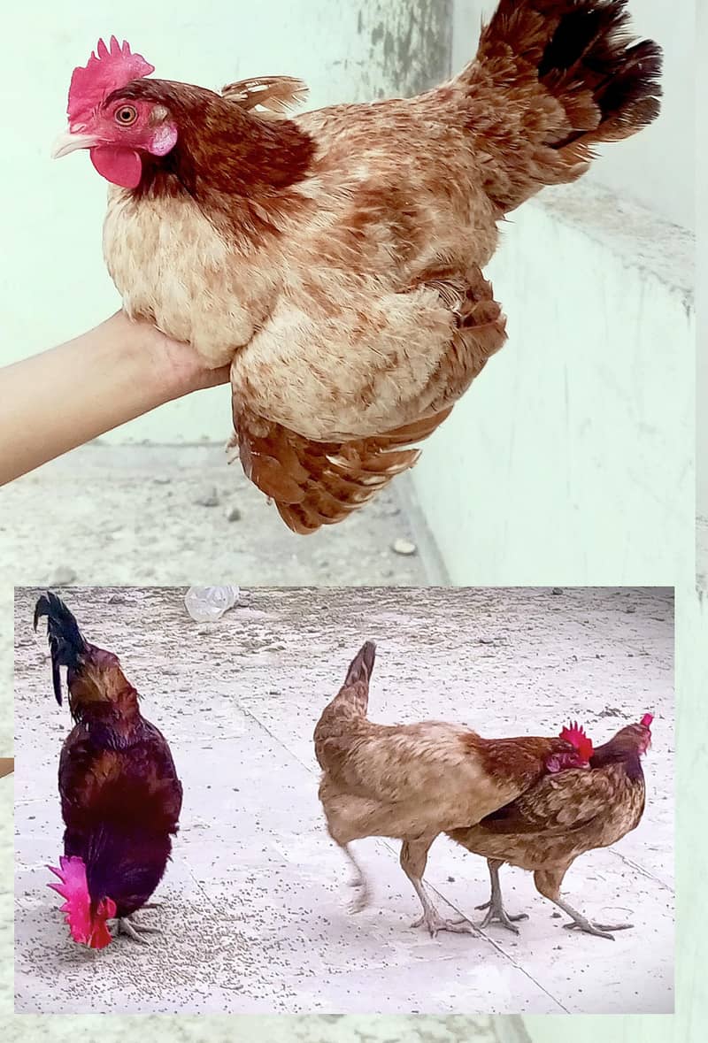Three hen's 0