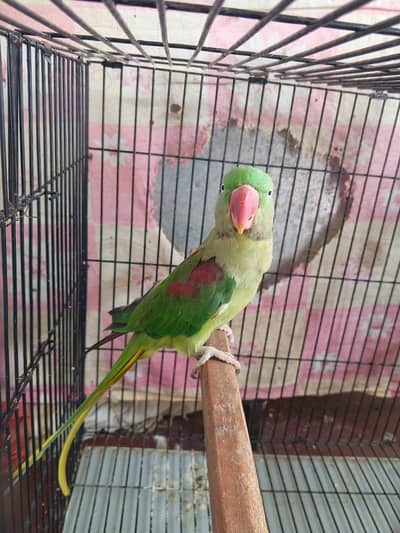 Female Parrot  for sale contact 03025202063