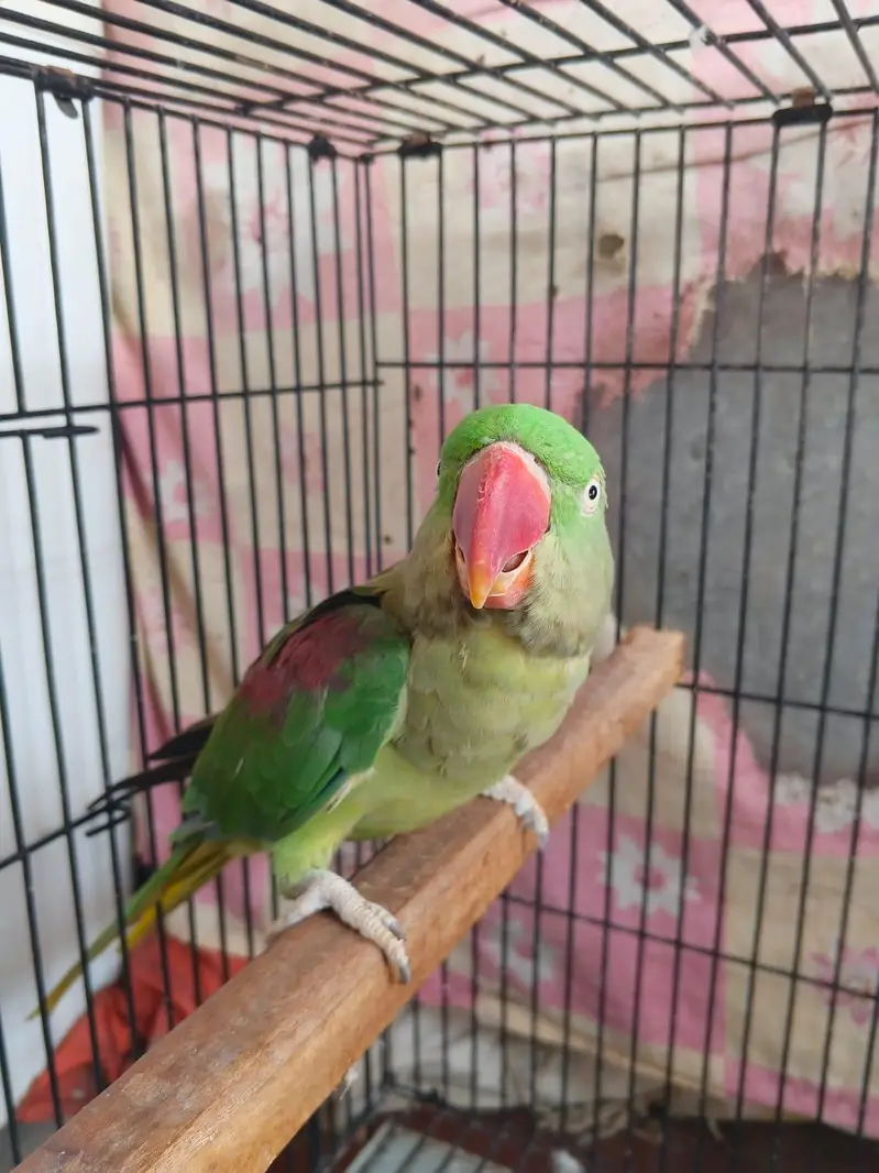 Female Parrot  for sale contact 03025202063 — photo 2