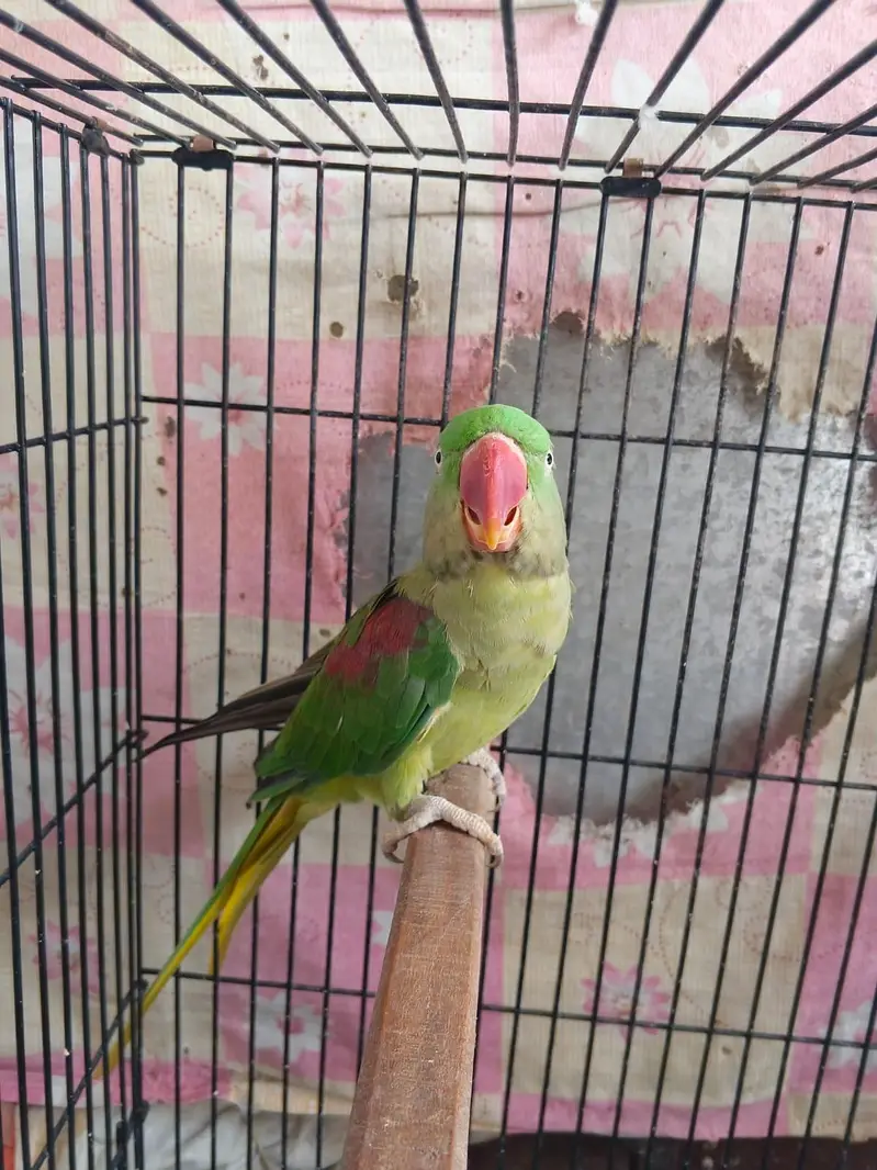 Female Parrot  for sale contact 03025202063 — photo 3