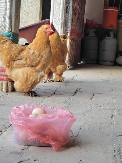 Golden heavy buff top quality eggs for sale