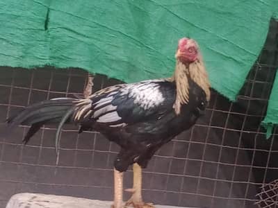 for sale