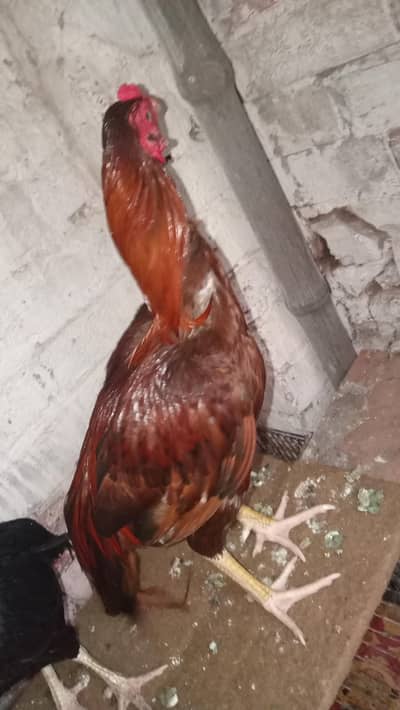 hen male for sale