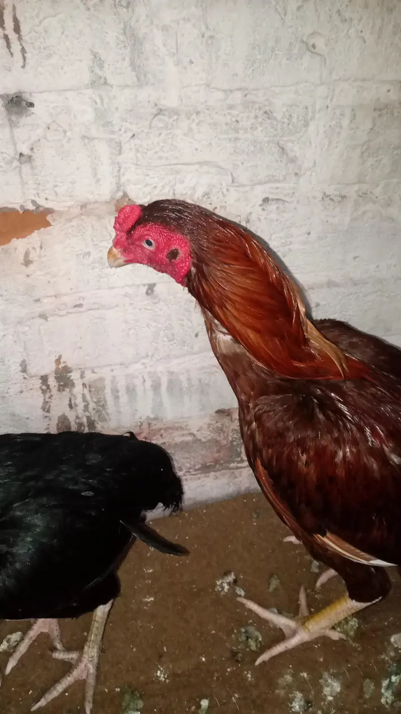 hen male for sale — photo 2