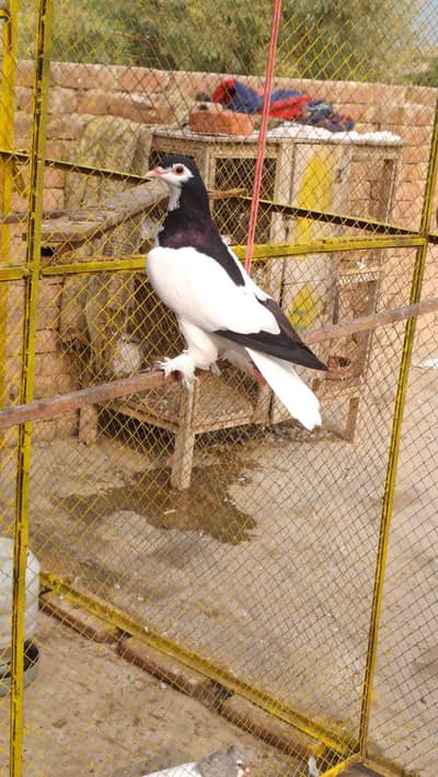 Need baby pigeons for handtaming