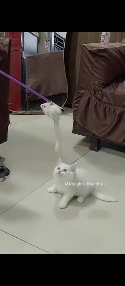 Persion cat