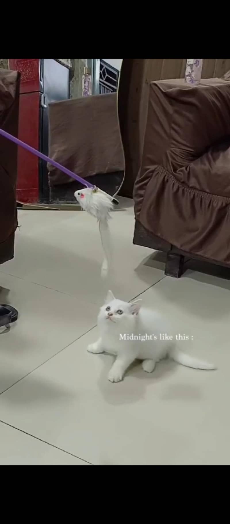 Persion cat 0