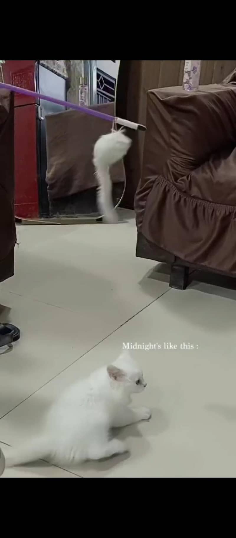 Persion cat 2