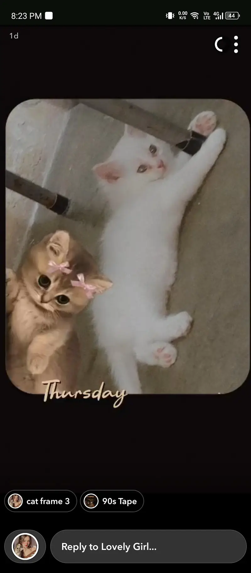 Persion cat — photo 4