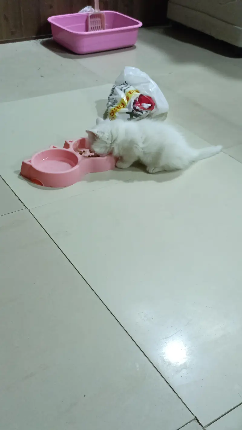 Persion cat — photo 5